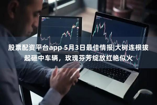 股票配资平台app 5月3日最佳情报|大树连根拔起砸中车辆，玫瑰芬芳绽放红艳似火